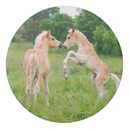 Haflinger Horses Cute Foals Friends Rearing Photo Eraser