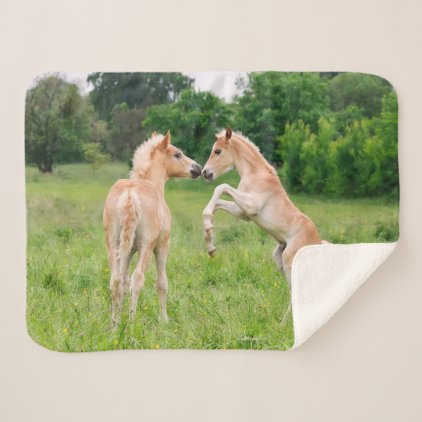 Haflinger Horses Cute Foals Friends Rearing Photo Sherpa Blanket