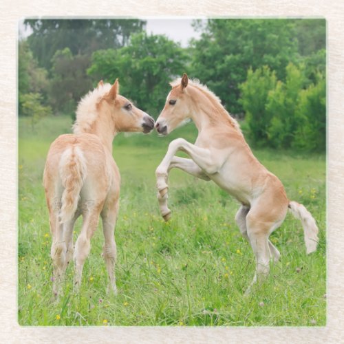 Haflinger horses cute foals rearing and playing _ glass coaster