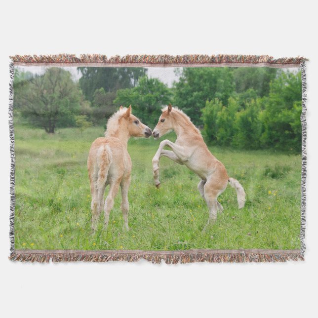 Haflinger horses cute foals rearing - blanket (Front)