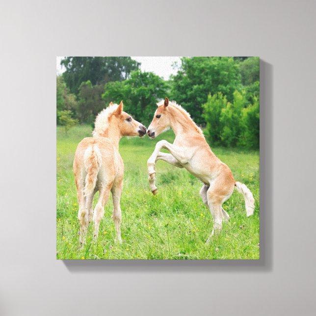 Haflinger horses cute foals rearing canvas print (Front)