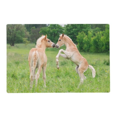 Haflinger horses cute foals rearing placemat