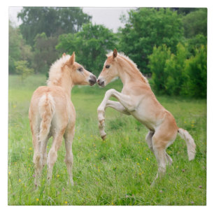 Haflinger horses cute foals rearing tile