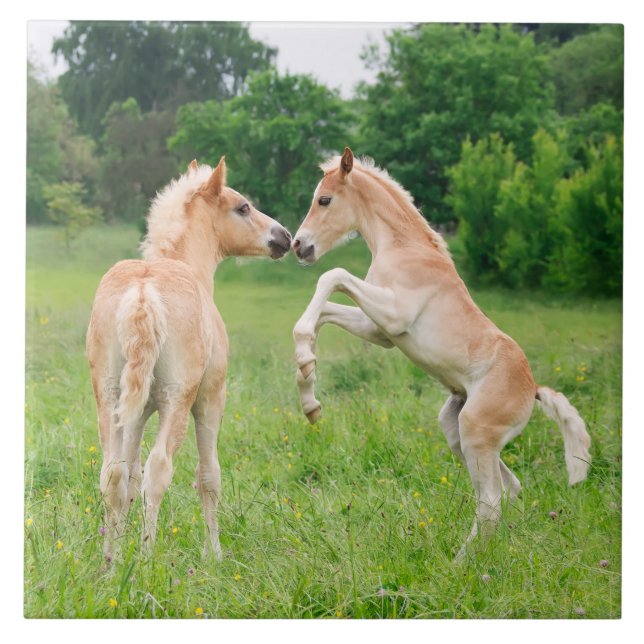 Haflinger horses cute foals rearing tile (Front)
