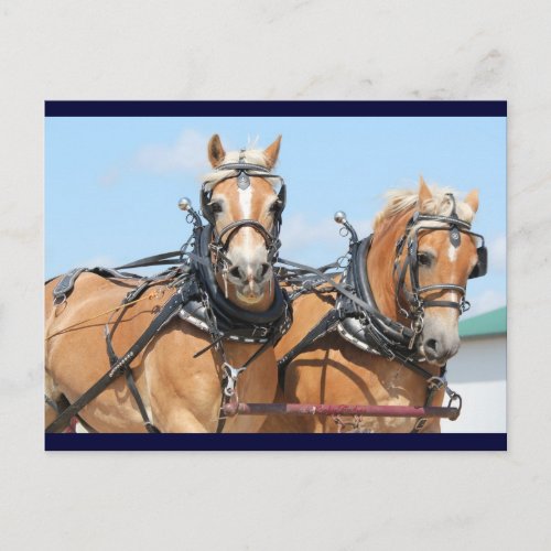 Haflinger Horses Postcard
