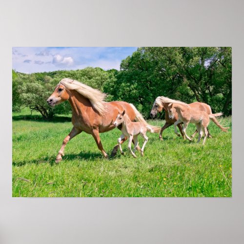 Haflinger Horses with Cute Foals Run Funny Animal Poster