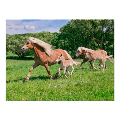 Haflinger Horses with Cute Foals Run Funny Animal Poster