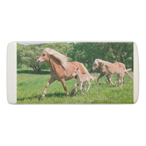 Haflinger Horses with Cute Foals Run Funny Photo Eraser