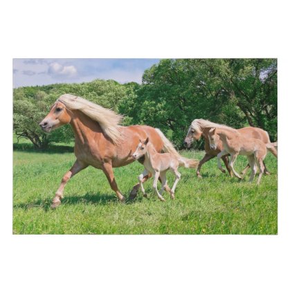 Haflinger Horses with Cute Foals Run Funny Photo . Faux Canvas Print