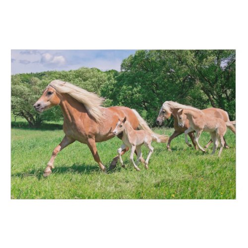 Haflinger Horses with Cute Foals Run Funny Photo  Faux Canvas Print