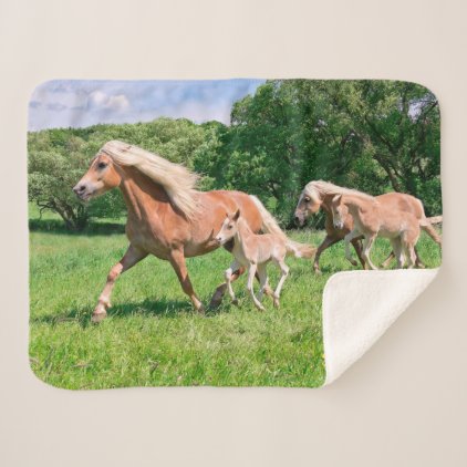 Haflinger Horses with Cute Foals Run Funny Photo / Sherpa Blanket