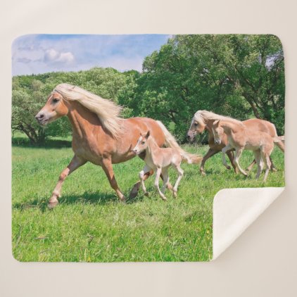 Haflinger Horses with Cute Foals Run Funny Photo . Sherpa Blanket