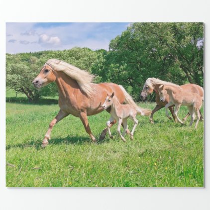 Haflinger Horses with Cute Foals Run Funny Photo * Wrapping Paper