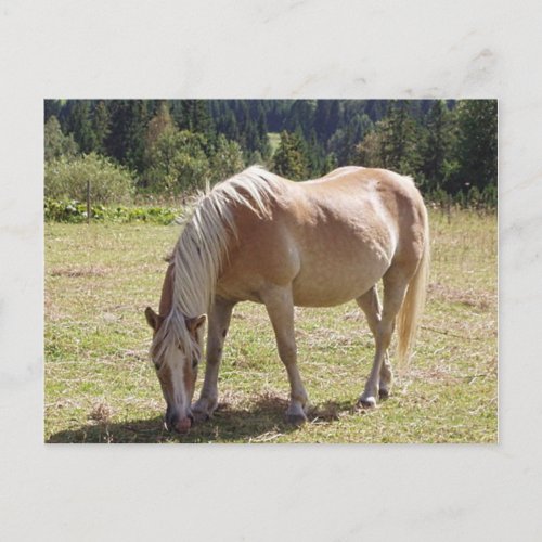 Haflinger Palomino Pony in Green Pasture Photo Postcard