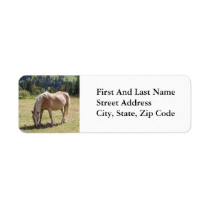 Haflinger Palomino Pony in Summer Pasture Photo Label