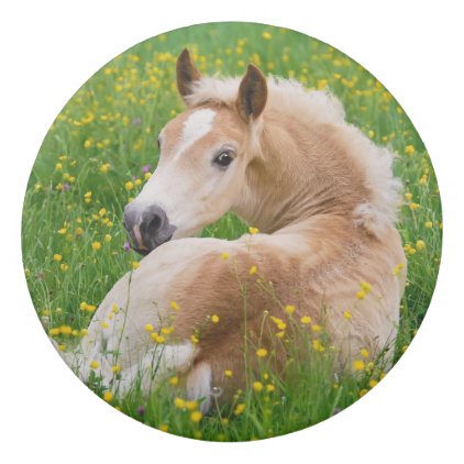 Haflinger Pony Horse Cute Foal in Flowerbed Photo Eraser