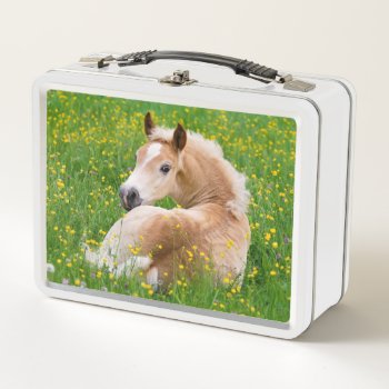 Haflinger Pony Horse Cute Foal In Flowerbed Photo Metal Lunch Box by Kathom_Photo at Zazzle