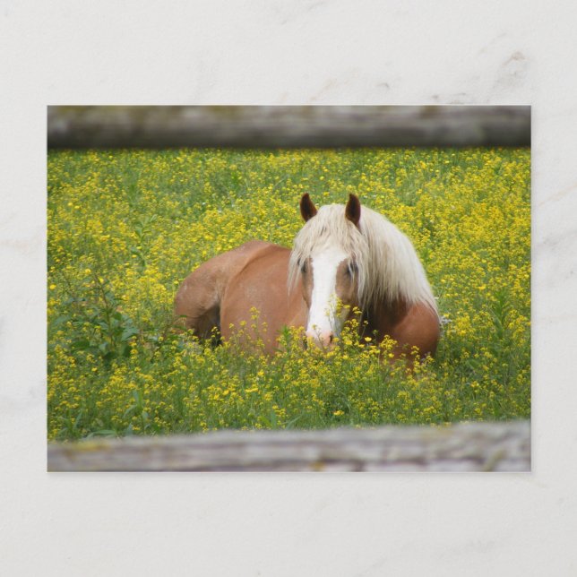 Haflinger Postcard (Front)