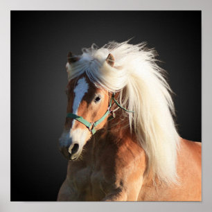Haflinger Poster