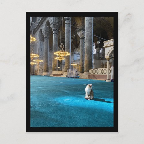 Hagia Sophia Cat Postcard