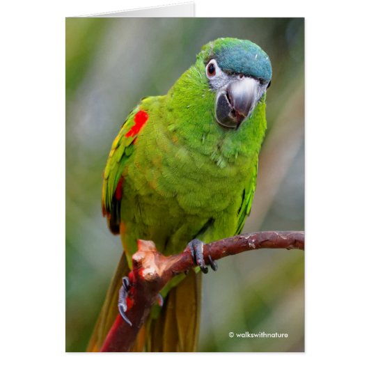 Hahn's Mini Macaw / Red-Shouldered Macaw Cards (Front)