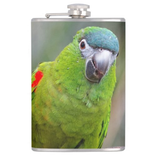 Hahns Mini Macaw  Red_Shouldered Macaw Flask