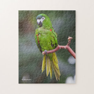 Hahn's Mini Macaw / Red-Shouldered Macaw Jigsaw Puzzle