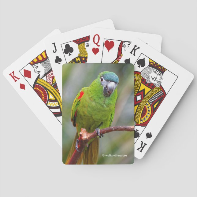 Hahn's Mini Macaw / Red-Shouldered Macaw Poker Cards (Back)