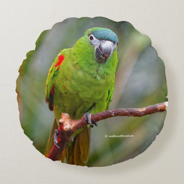 Hahn's Mini Macaw / Red-Shouldered Macaw Round Pillow (Front)