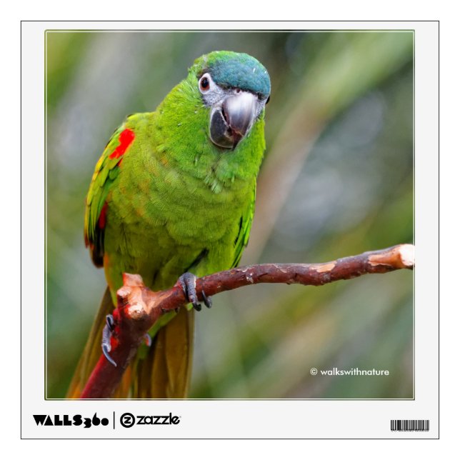 Hahn's Mini Macaw / Red-Shouldered Macaw Wall Decal (Front)