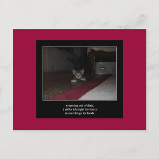 haiku cat 1 postcard