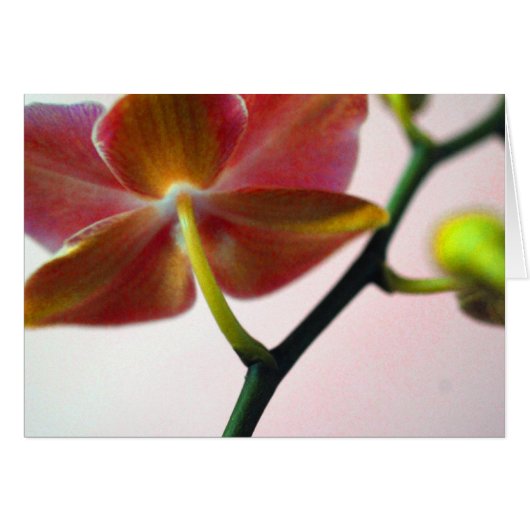 Haiku Orchid Cards (Front Horizontal)