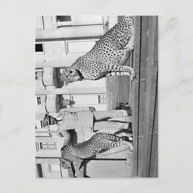 Haile Selassie - HIM - Rastafari - Postcard (Front)