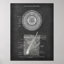 Hair Follicle Anatomy