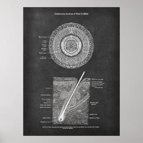 Hair Follicle Anatomy Poster