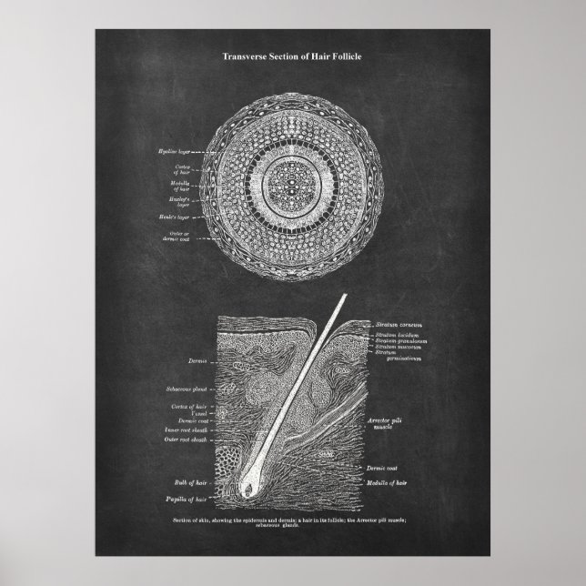 Hair Follicle Anatomy Poster (Front)