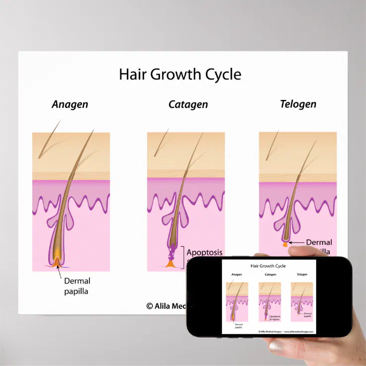 Hair growth cycle labeled version diagram. poster | Zazzle