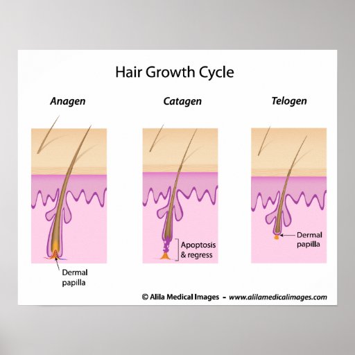 Hair growth cycle labeled version diagram. poster | Zazzle