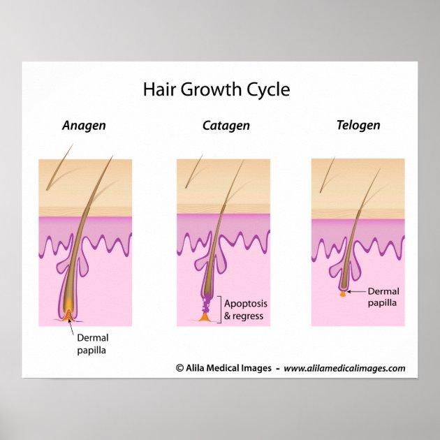 Hair Growth Cycle: Understanding The Structure Of Your Follicles – Vedix