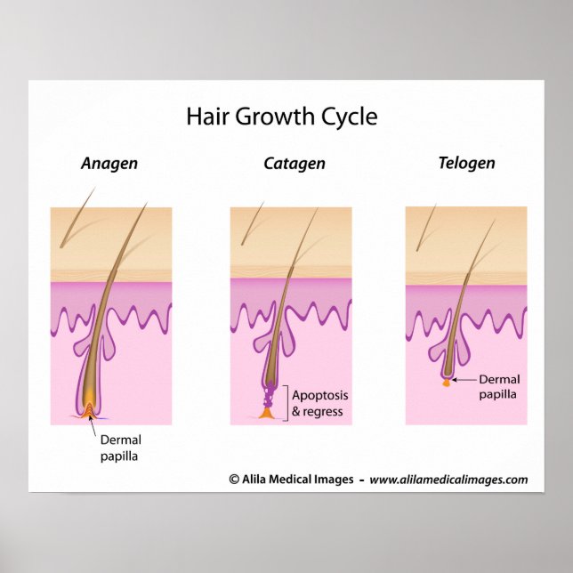 Hair growth cycle labeled version diagram. poster (Front)