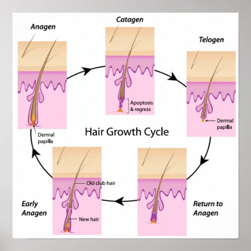 Hair growth cycle Poster