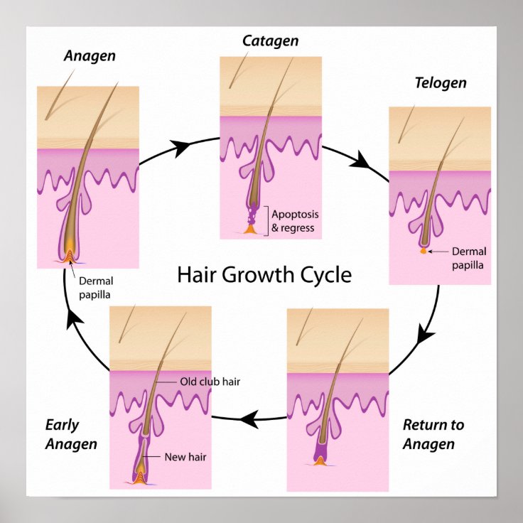 Hair growth cycle Poster | Zazzle