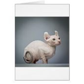 HAIRLESS CAT (Front)