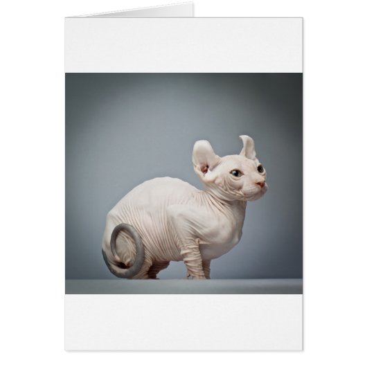 HAIRLESS CAT (Front)