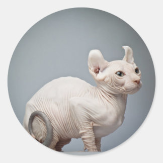 HAIRLESS CAT CLASSIC ROUND STICKER