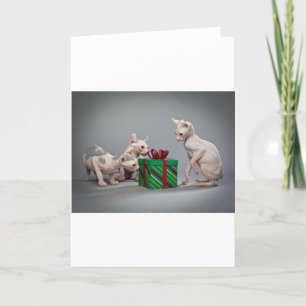 HAIRLESS CAT'S CHRISTMAS HOLIDAY CARD