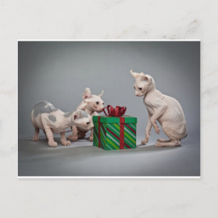 HAIRLESS CAT'S CHRISTMAS HOLIDAY POSTCARD