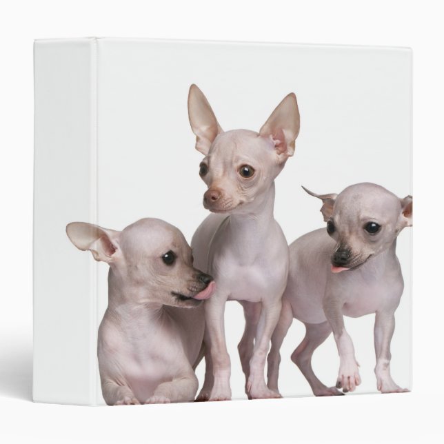 Hairless Chihuahua (5 and 7 months old) Binder (Front/Spine)