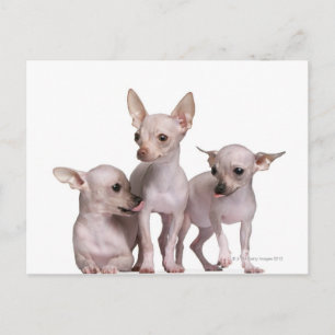 Hairless Chihuahua (5 and 7 months old) Postcard
