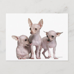 Hairless Chihuahua (5 and 7 months old) Postcard